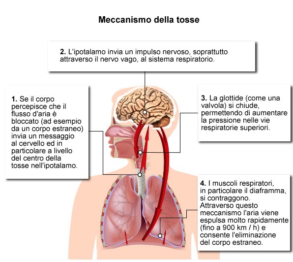meccanismo della tosse